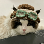 Pet headgear - Cat pilot hat - Image 2
